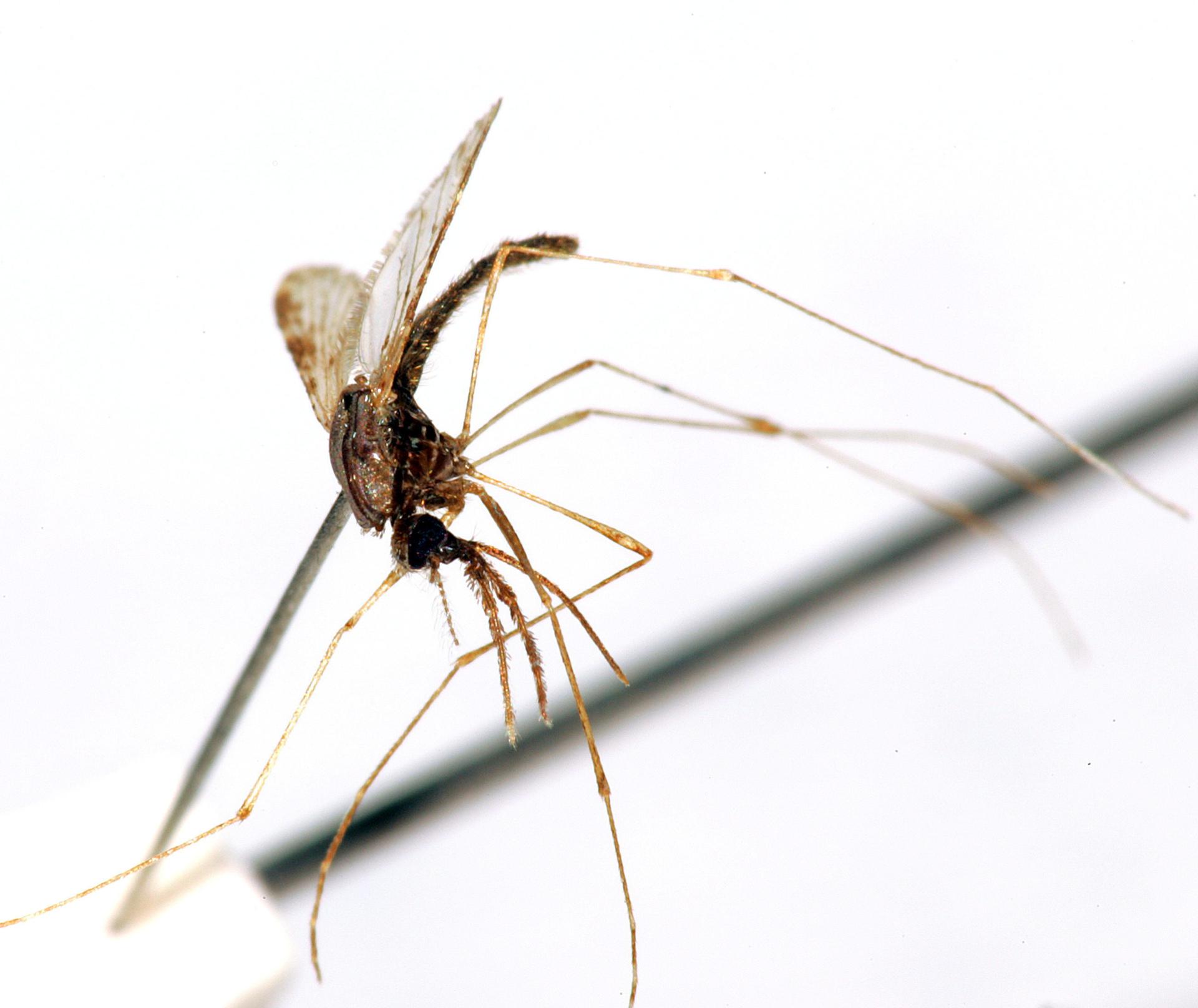 OMS: las muertes por malaria bajaron en América un 61,8 % en lo que va de siglo