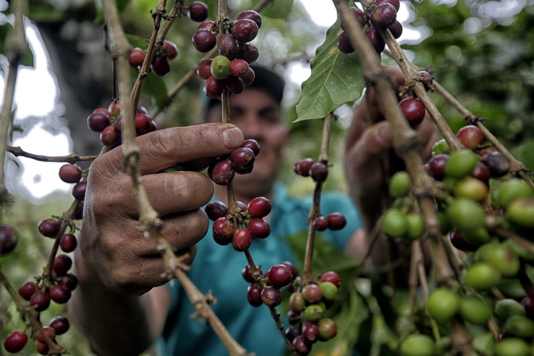 Crisis climática y plagas amenazan al café en Honduras, quinto productor mundial del grano