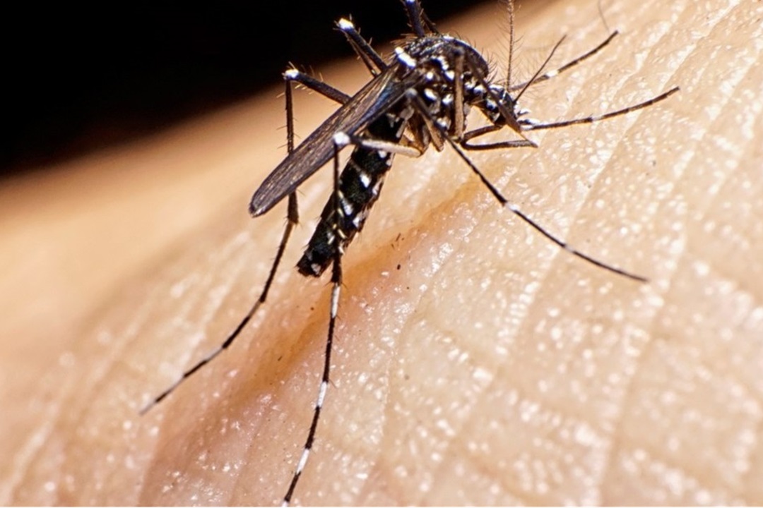 Repunte de enfermedades: Dengue y malaria aumentan en la última semana