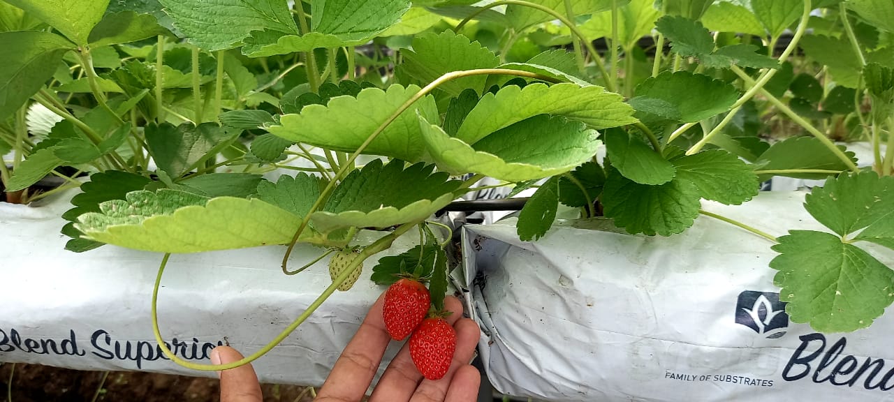 En Jinotega echan raíces los primeros cultivos de fresas certificadas