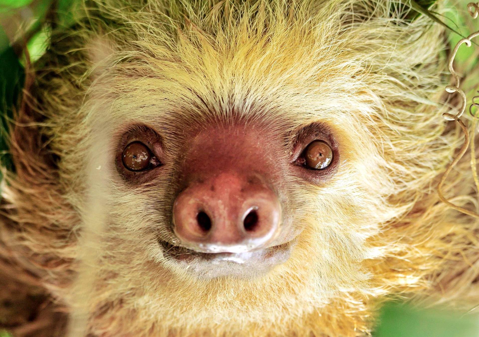 El perezoso se convierte en un símbolo nacional de Costa Rica