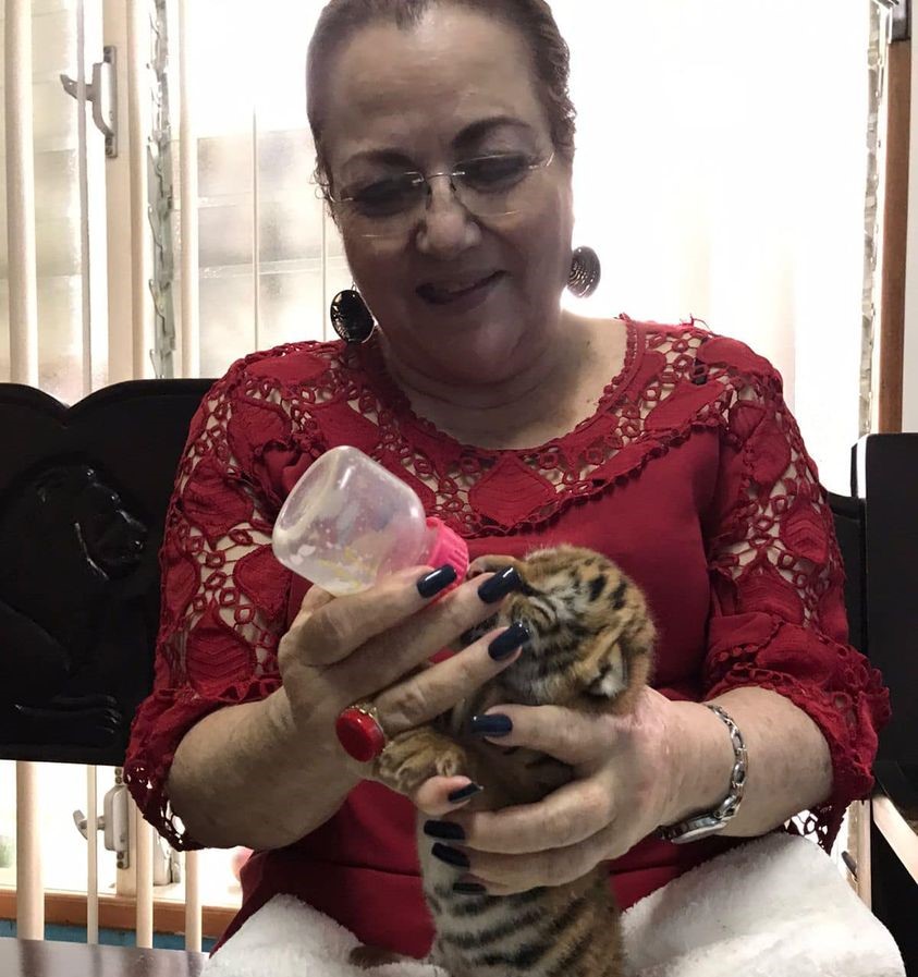 Nace tigre de bengala en el Zoológico Nacional y le buscan nombre