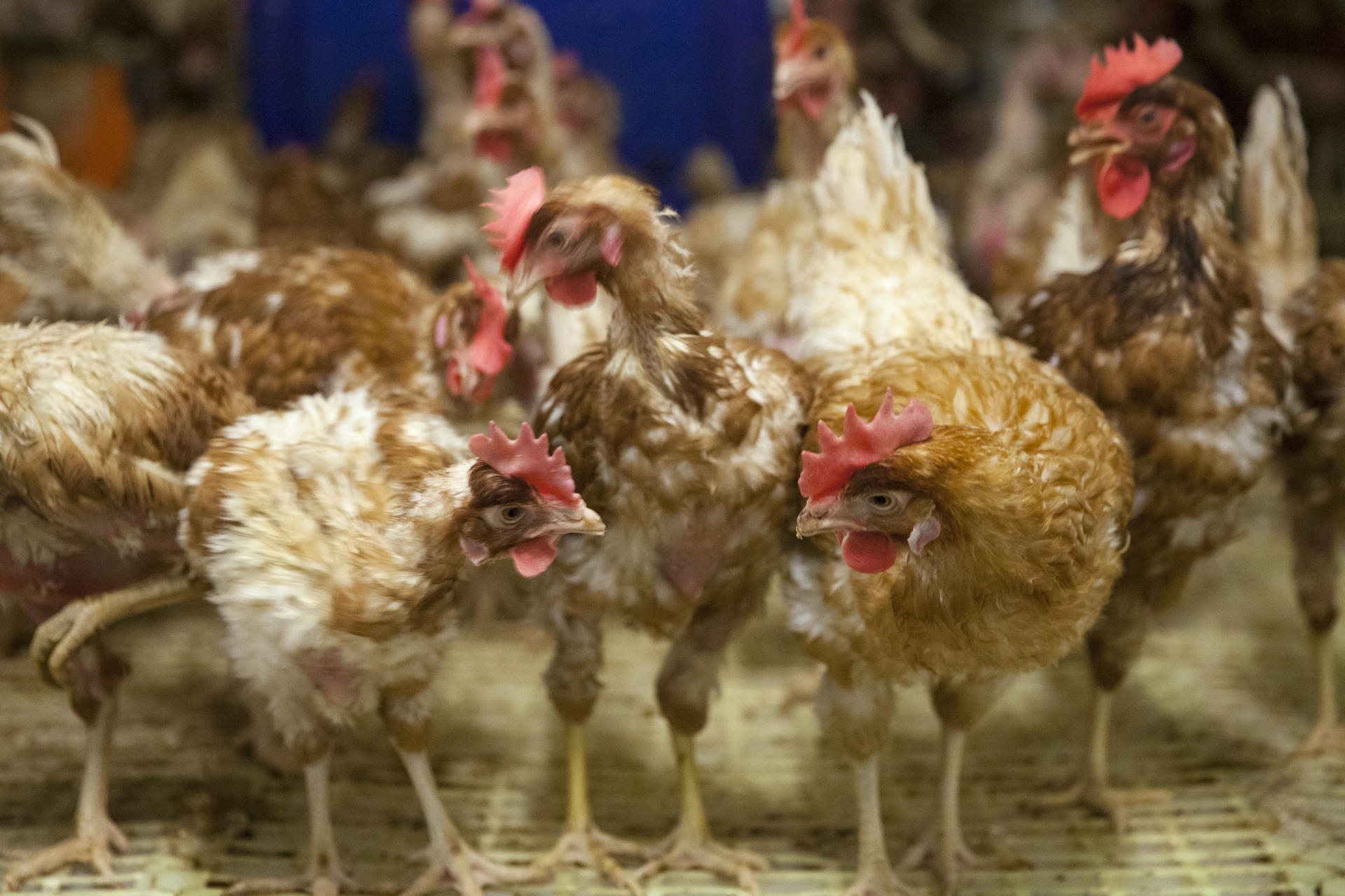 ¿Fue antes el huevo o la gallina? Un estudio científico suizo apuesta por el primero