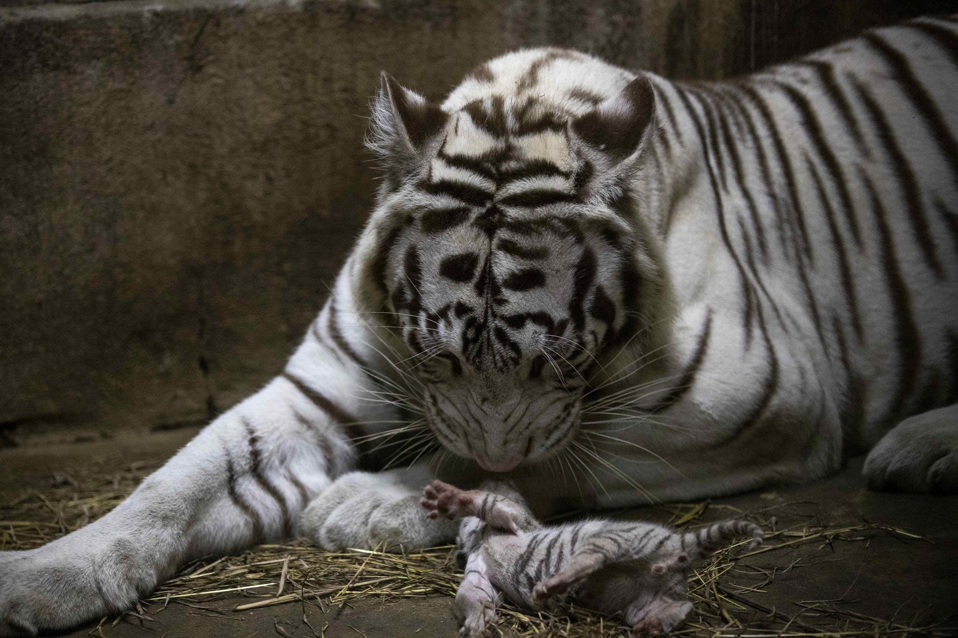 Nacen tres tigres blancos de bengala en el Zoológico de Nicaragua