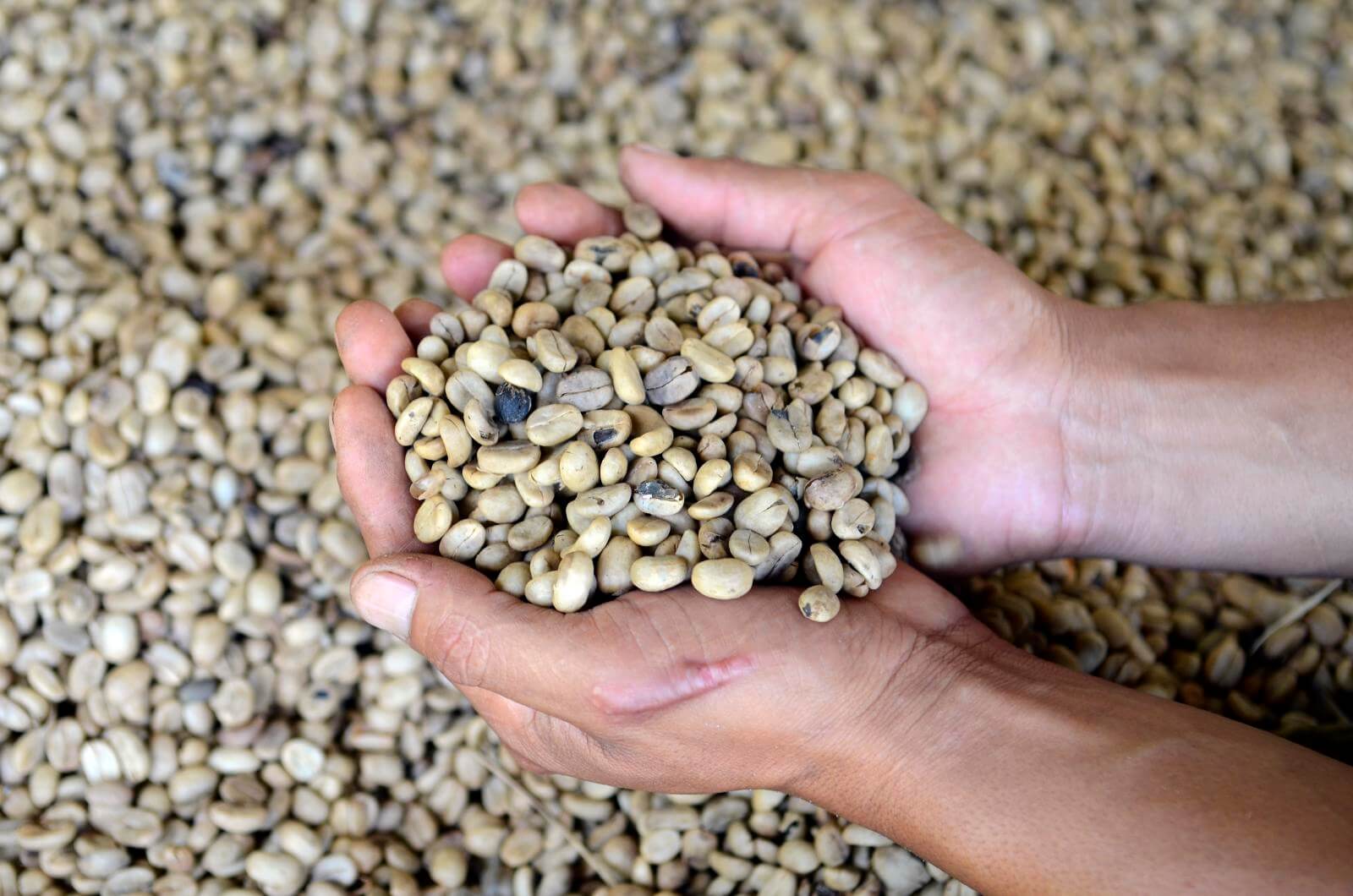 Régimen impone reformas, crea más impuestos y controla a cafetaleros