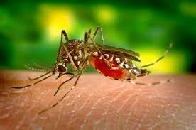 Una hondureña es la víctima número 12 del dengue en Nicaragua