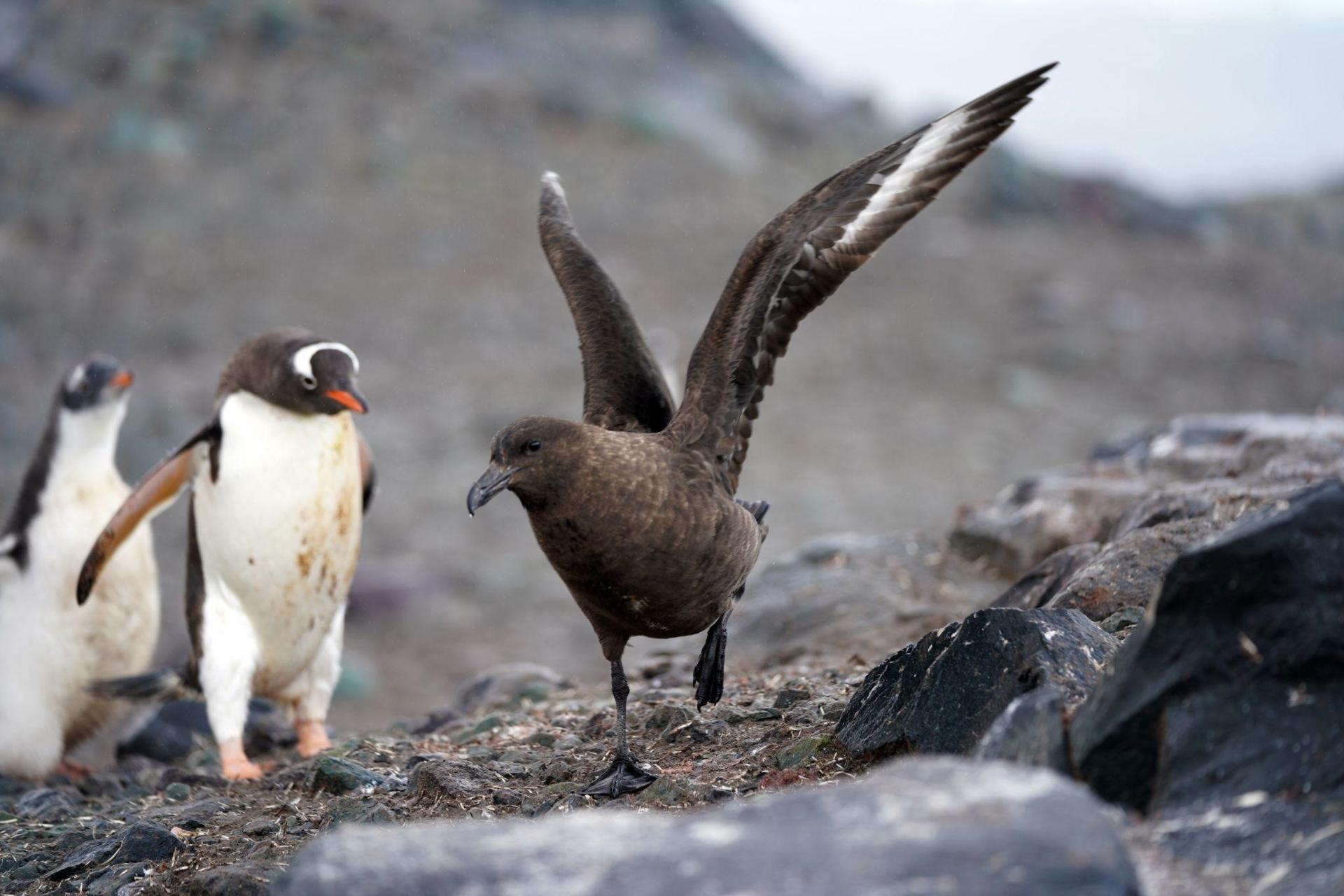 Identificada la dispersión de gripe aviar de alta patogenicidad en la península Antártica