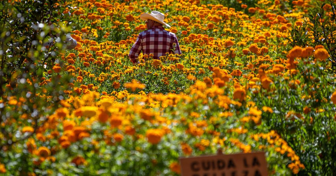Un campo de la flor cempasúchil adorna zona industrial en la sierra del norte de México