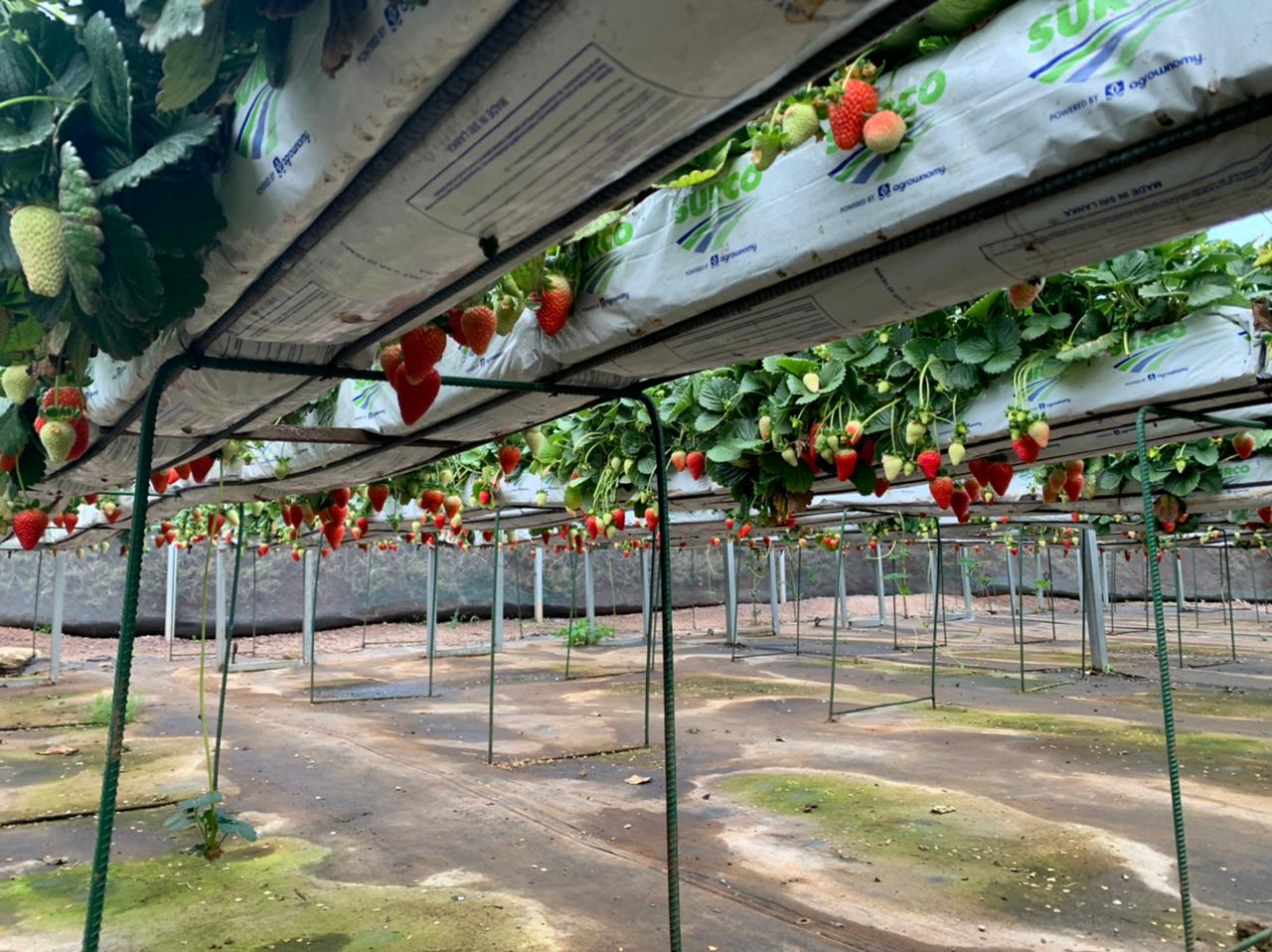 Fresas que cultivan sueños en Jinotega