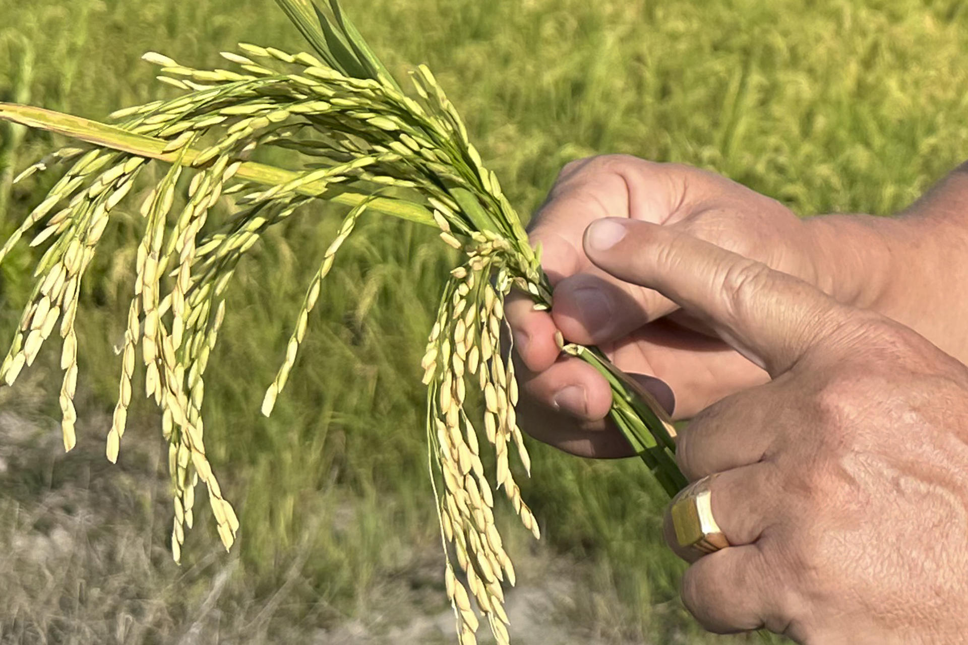 Importaciones, costo de producción y clima golpean la producción de arroz en Centroamérica