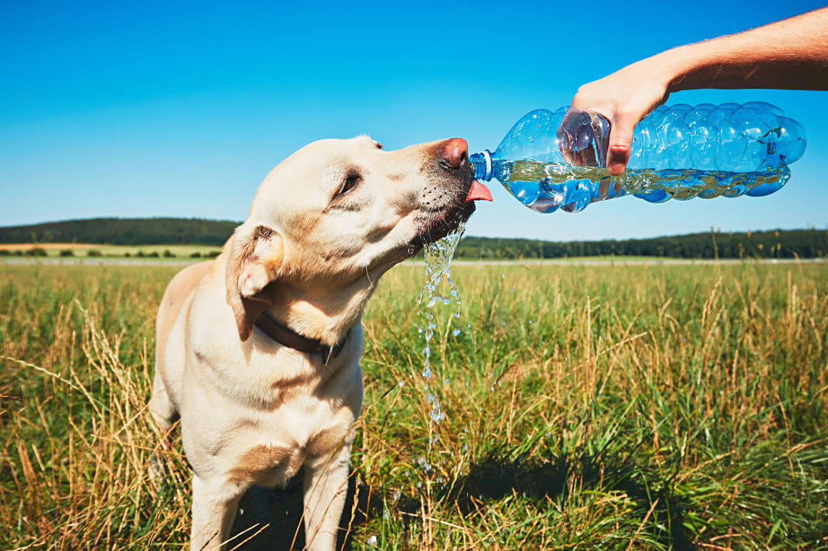Los animales también corren el riesgo de un golpe de calor en verano. Te contamos cómo protegerlos