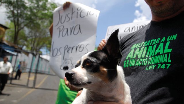 Ley de protección animal, un fracaso de Estado que las especies pagan con el dolor del abandono y tratos crueles