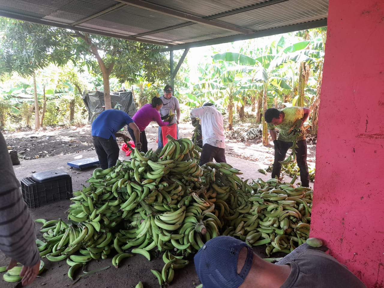 Productores buscan reducir el uso de plaguicidas en cultivos de plátanos