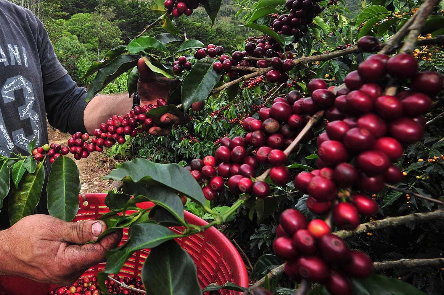 Costa Rica reporta pérdidas millonarias por falta de mano de obra nicaragüense en el corte de café