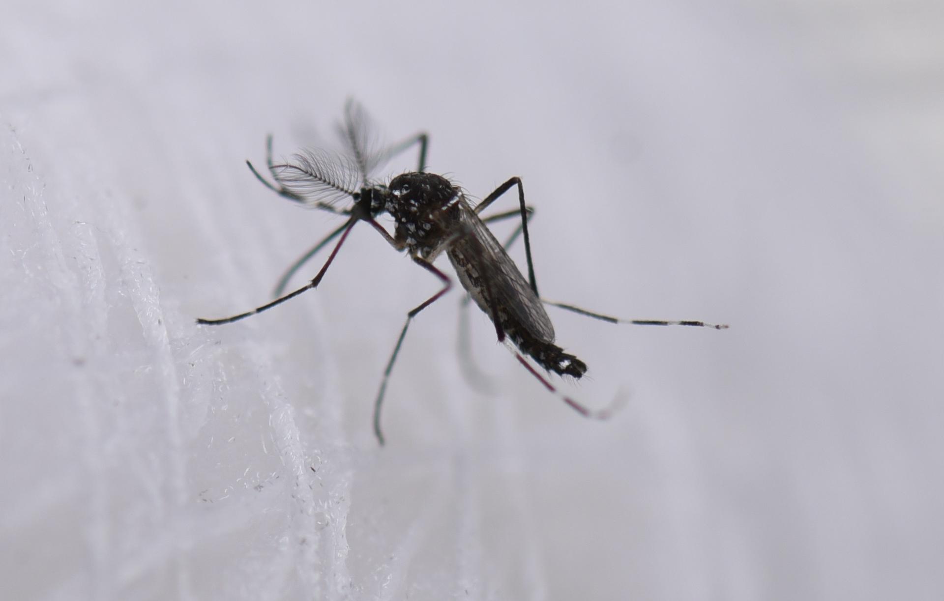 EE.UU. alerta de amenaza de dengue en el país tras dispararse los casos en el mundo