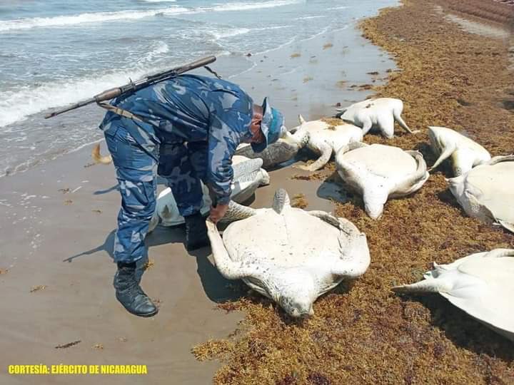 Prohíben la caza de tortugas verdes en Bluefields
