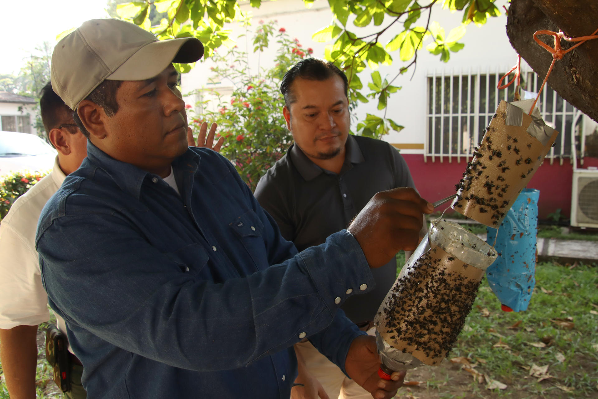 México refuerza acciones para erradicar y frenar gusano barrenador en el noreste del país
