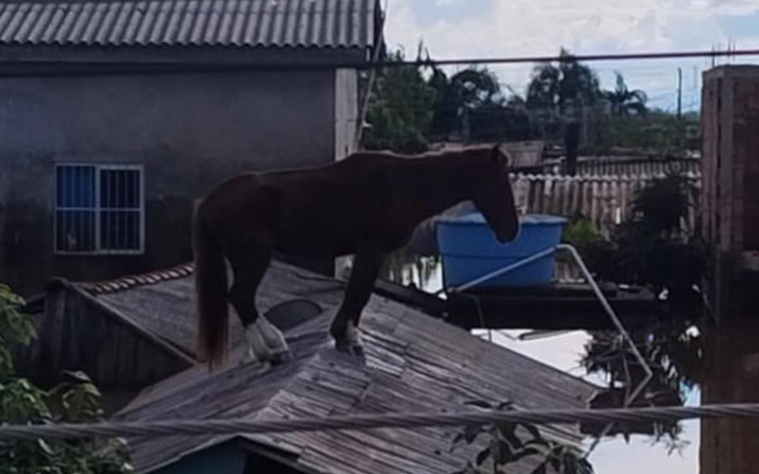 El impactantes rescate de un caballo en Brasil