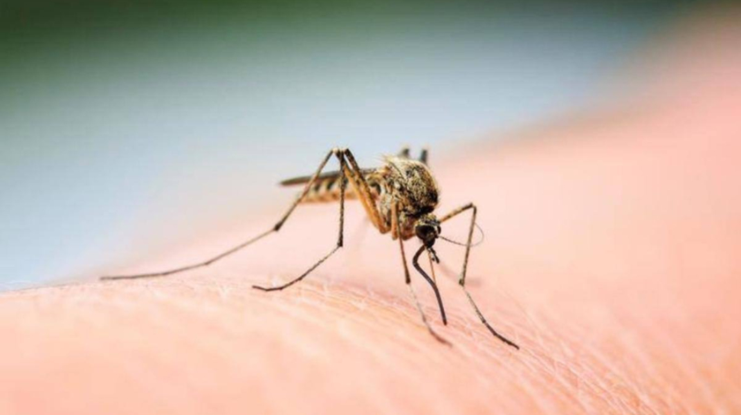 Nicaragua tiene la tasa de incidencia de dengue más alta de la región, según la OPS