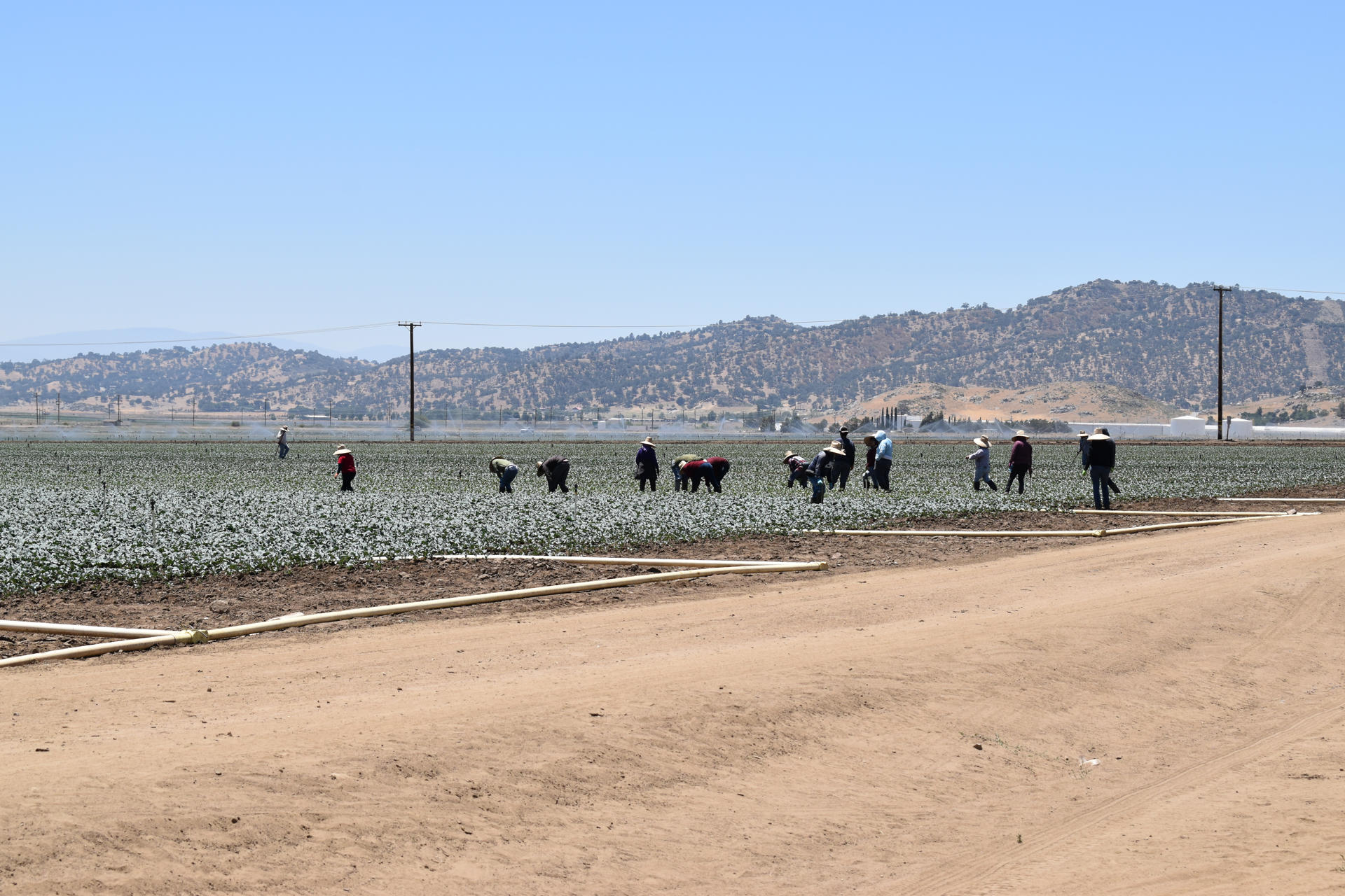 El miedo que se cosecha: jornaleros en California bajo las redadas migratorias