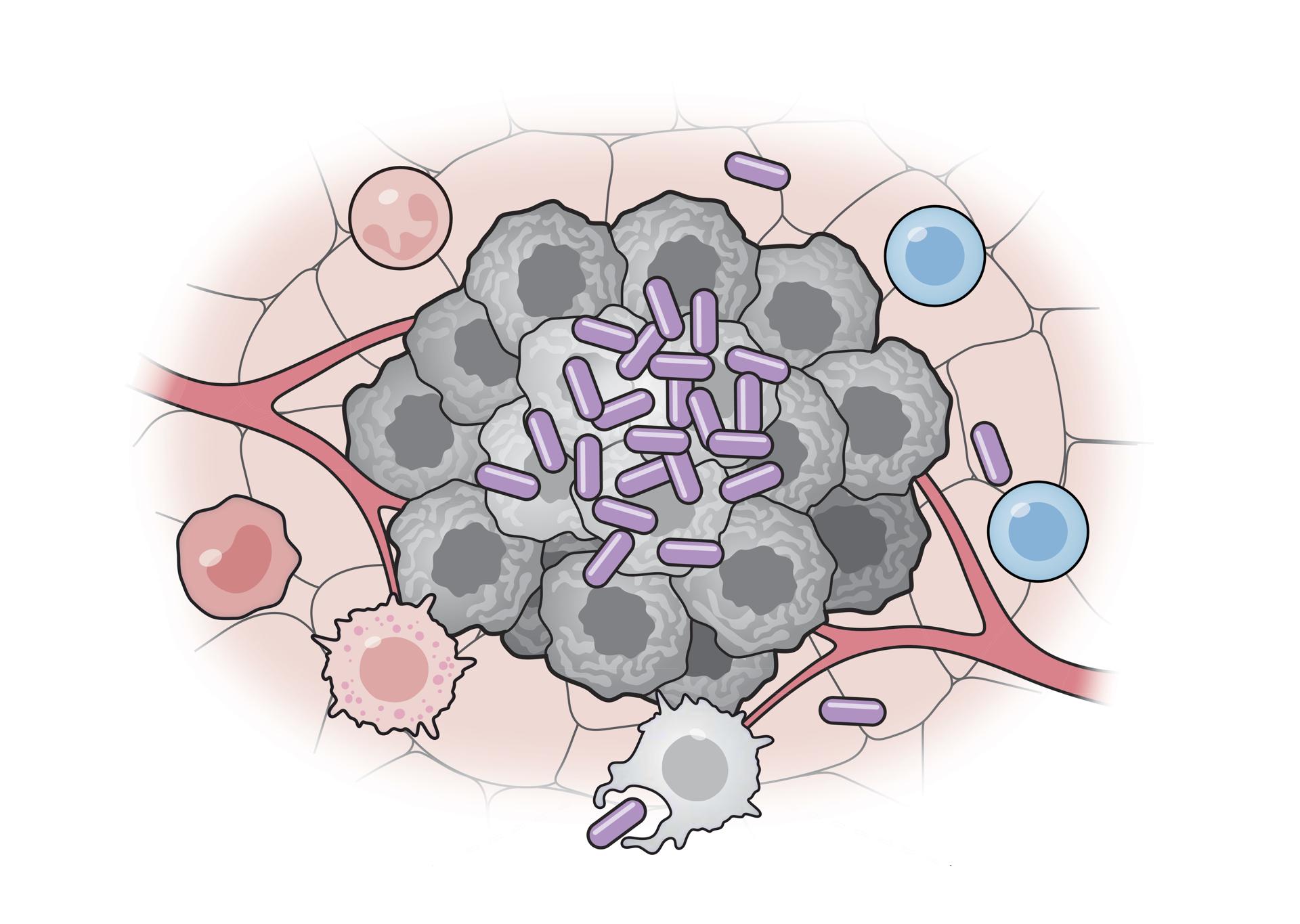 Crean una vacuna bacteriana que logra suprimir el cáncer en ratones y frena la metástasis