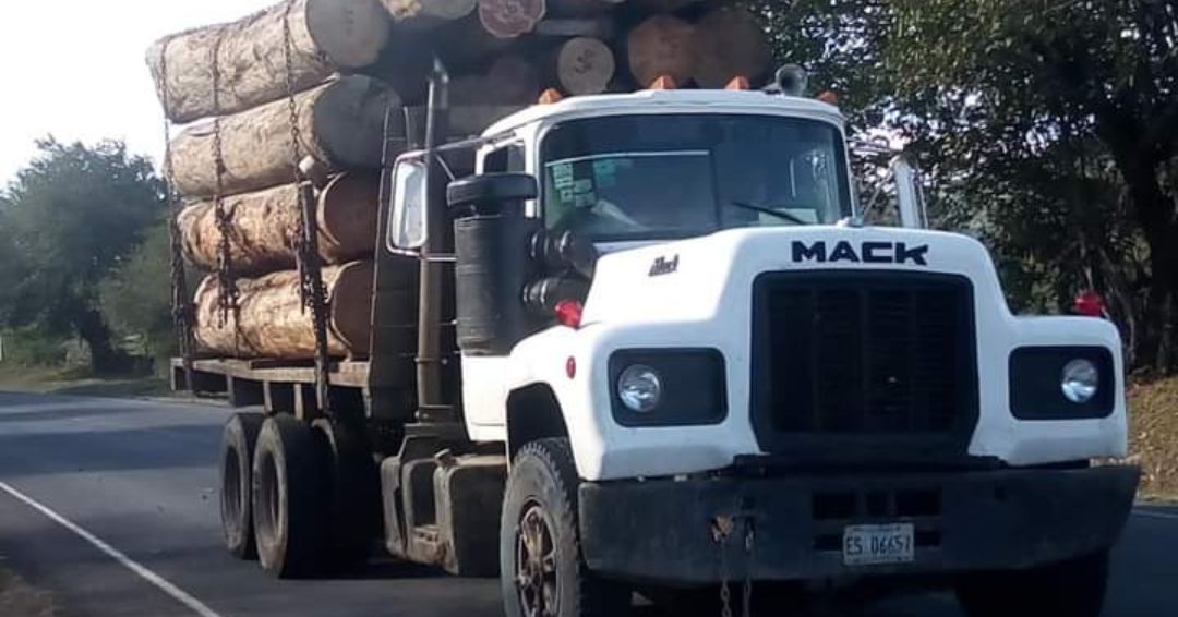 El negocio maderero arrasa con los bosques de Nicaragua