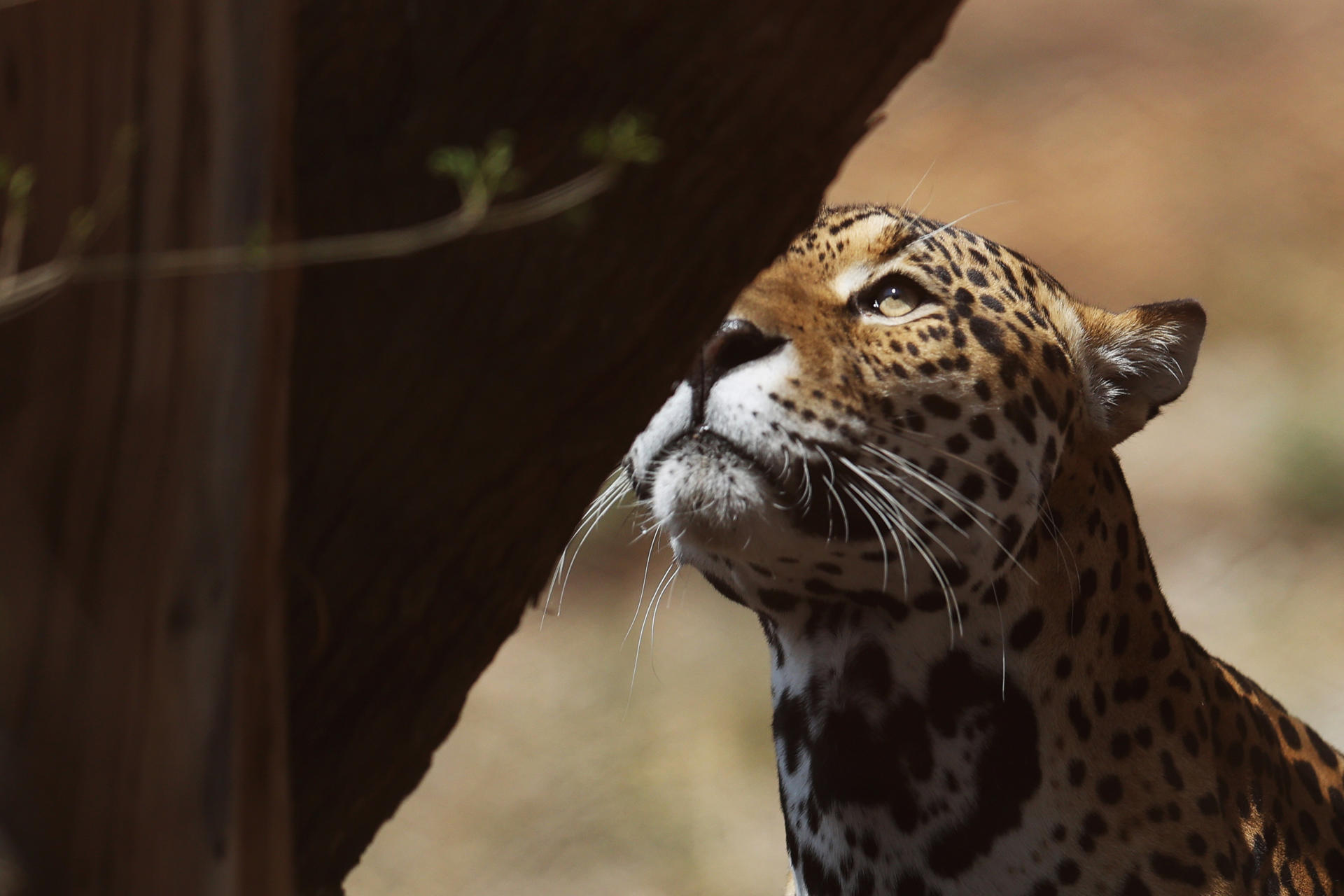 Preservar los hábitats del jaguar en Latinoamérica puede generar 4.000 millones de dólares