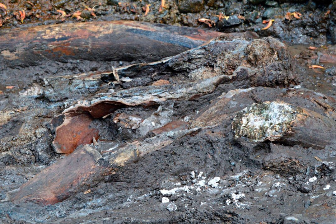 Hallan fósiles de perezoso gigante y mastodonte de al menos 10.000 años en Costa Rica