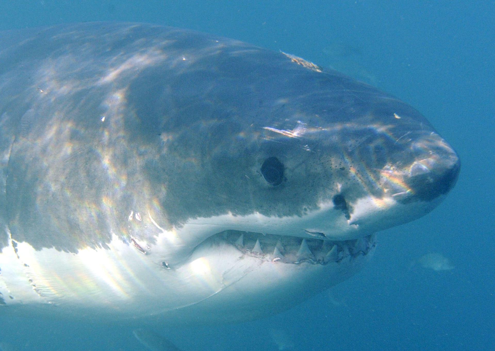 Avistan tiburones blancos en costas del Lejano Oriente ruso a causa del cambio climático
