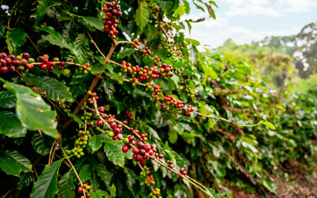 Más de 40,000 productores de café en Nicaragua enfrentan crisis por falta de compradores
