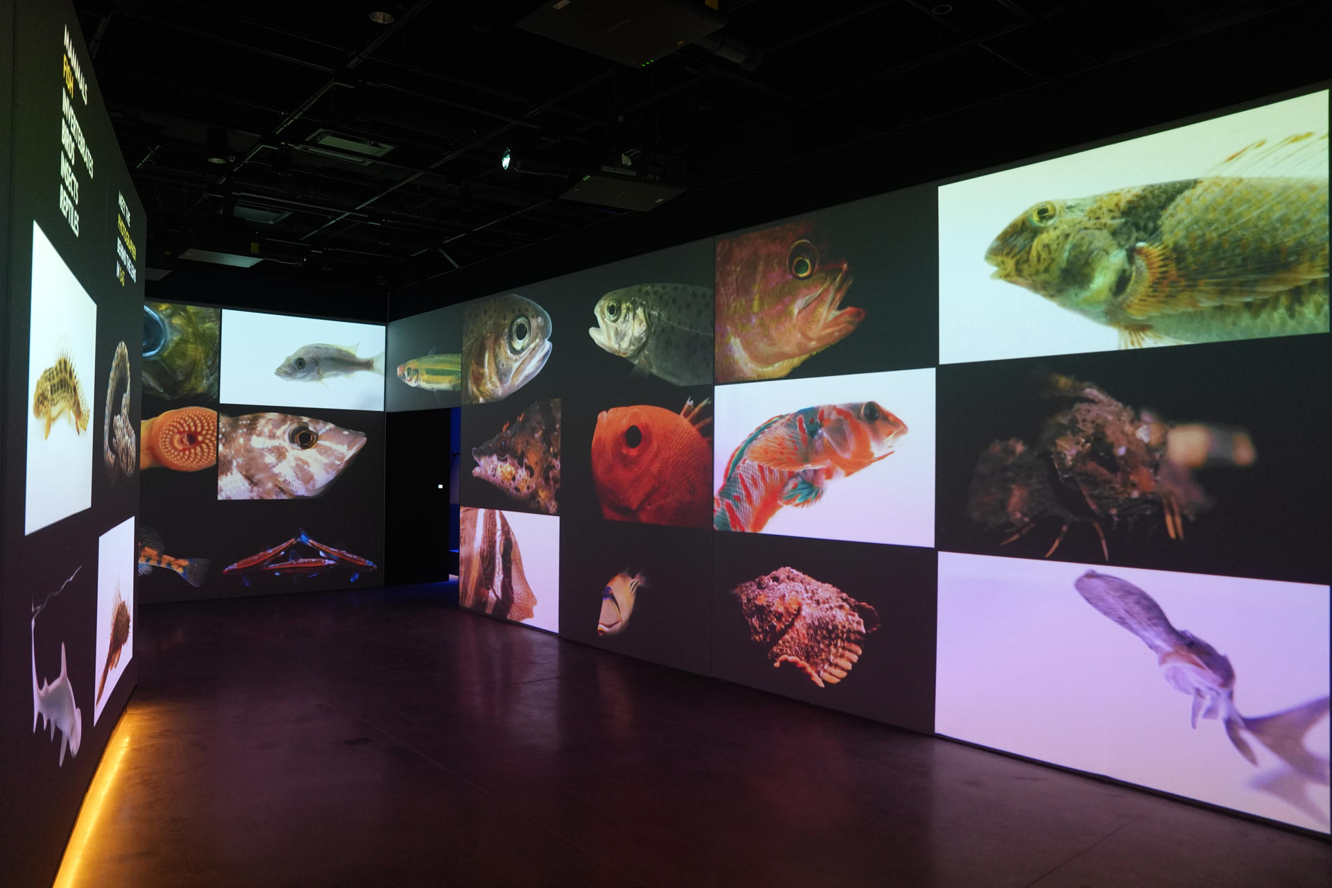 Museo de la National Geographic abrirá una ventana al apasionante mundo de la exploración