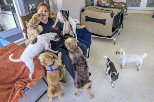 Mascotas abandonadas por migrantes deportados agravan crisis de refugios animales en EEUU