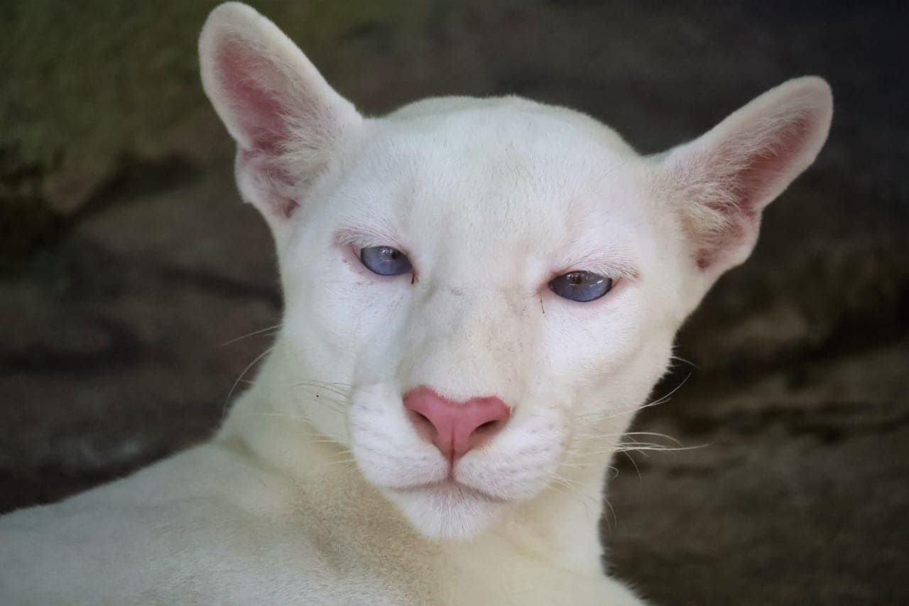 El Zoológico Thomas Belt comparte nuevas fotos de Itzae, el primer puma albino en Nicaragua