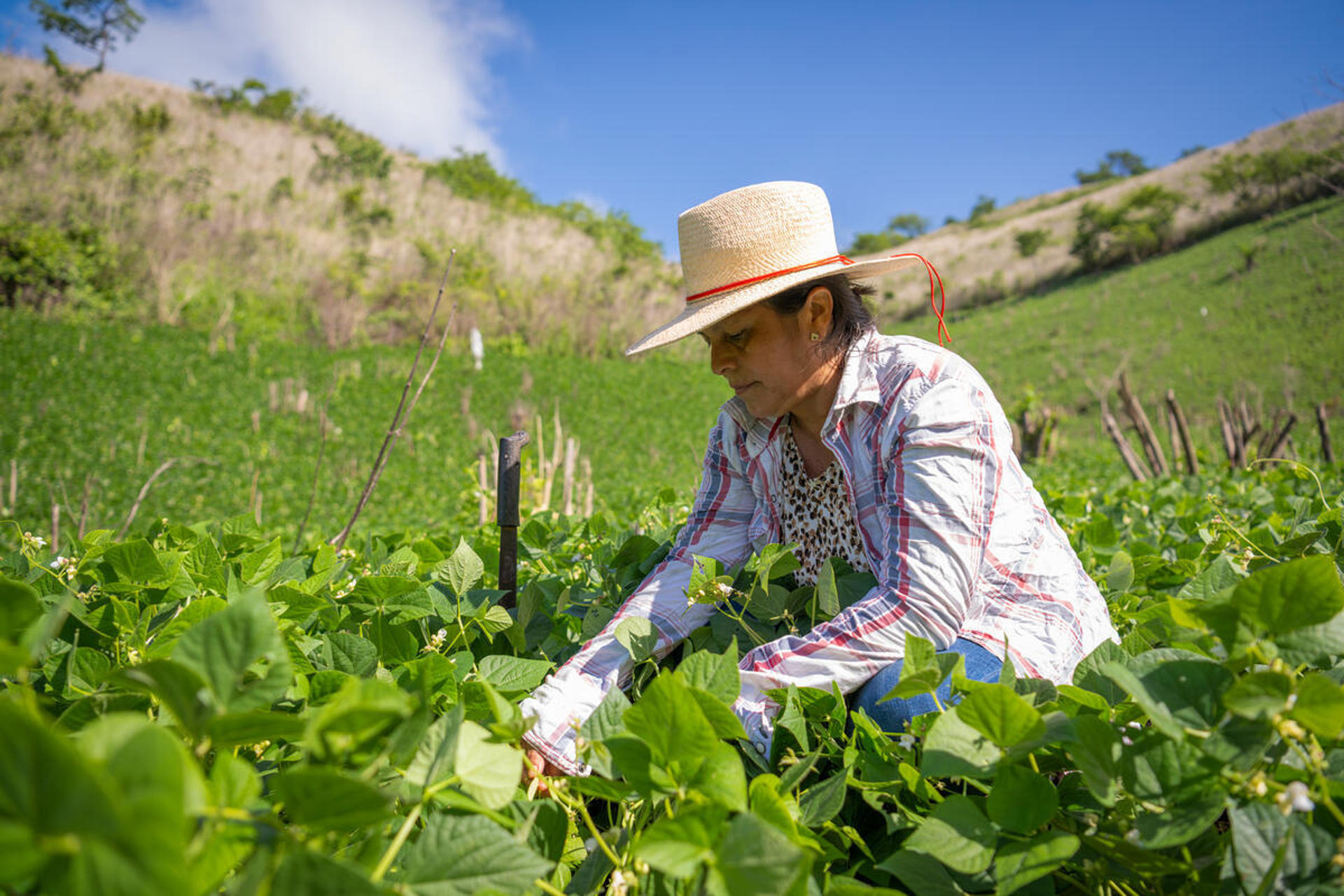Plan del WFP: comida fresca a los escolares y progreso a los agricultores en Latinoamérica