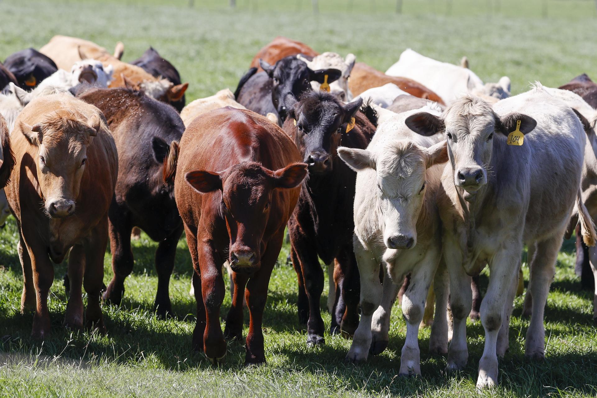 Otro estudio ratifica el contagio de gripe aviar entre mamíferos: vacas, gatos y mapache