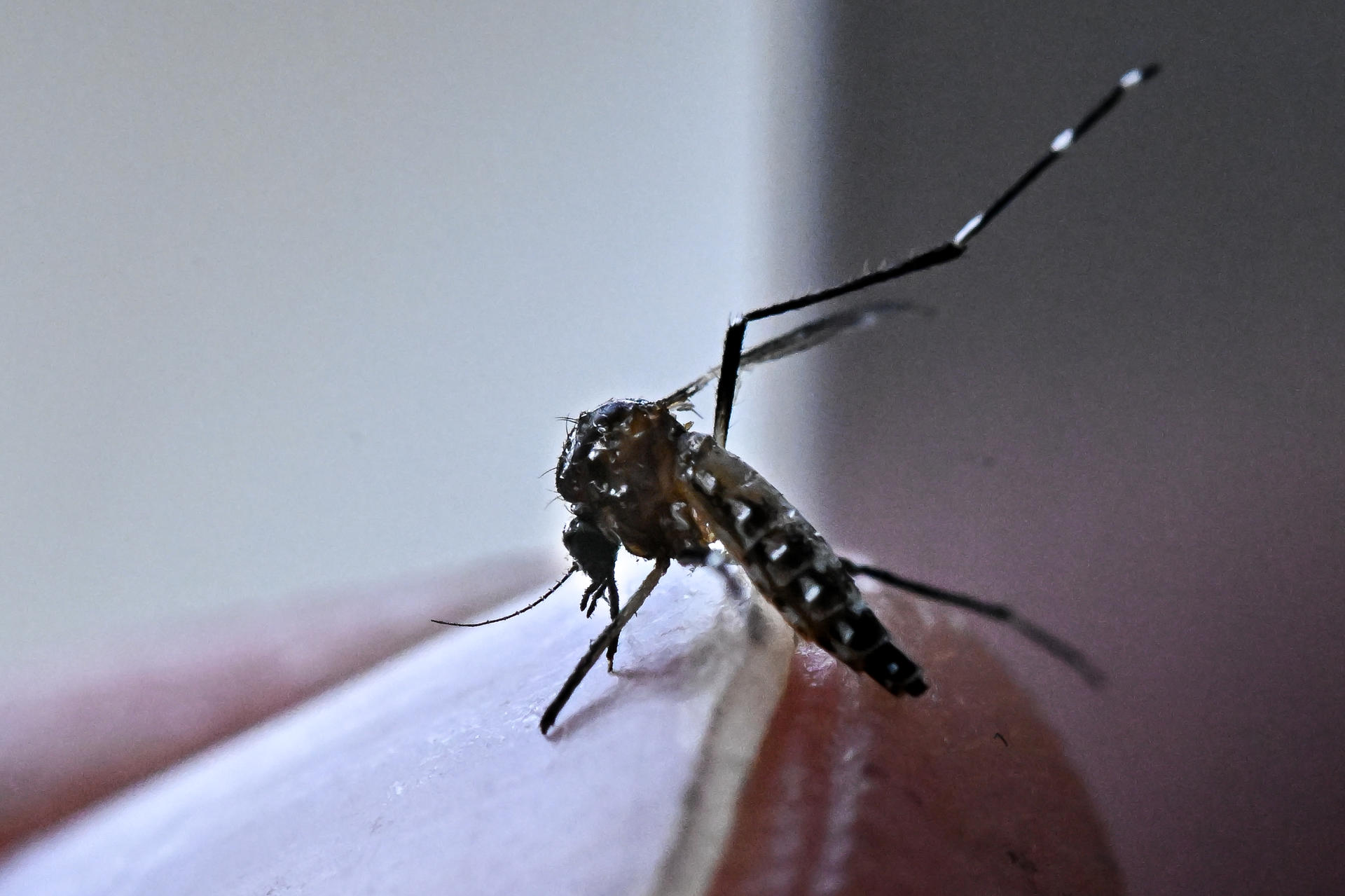 Al menos 14 personas han muerto por dengue en Panamá este 2025
