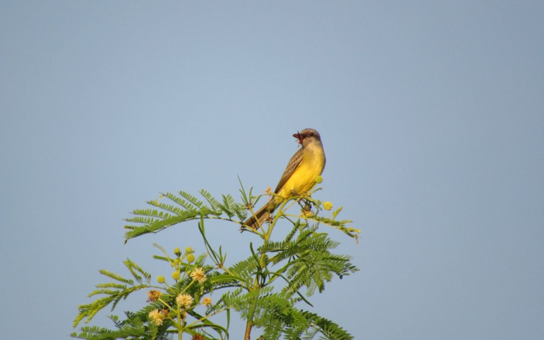 El Marena oficializa el control del avistamiento de la flora y fauna de Nicaragua
