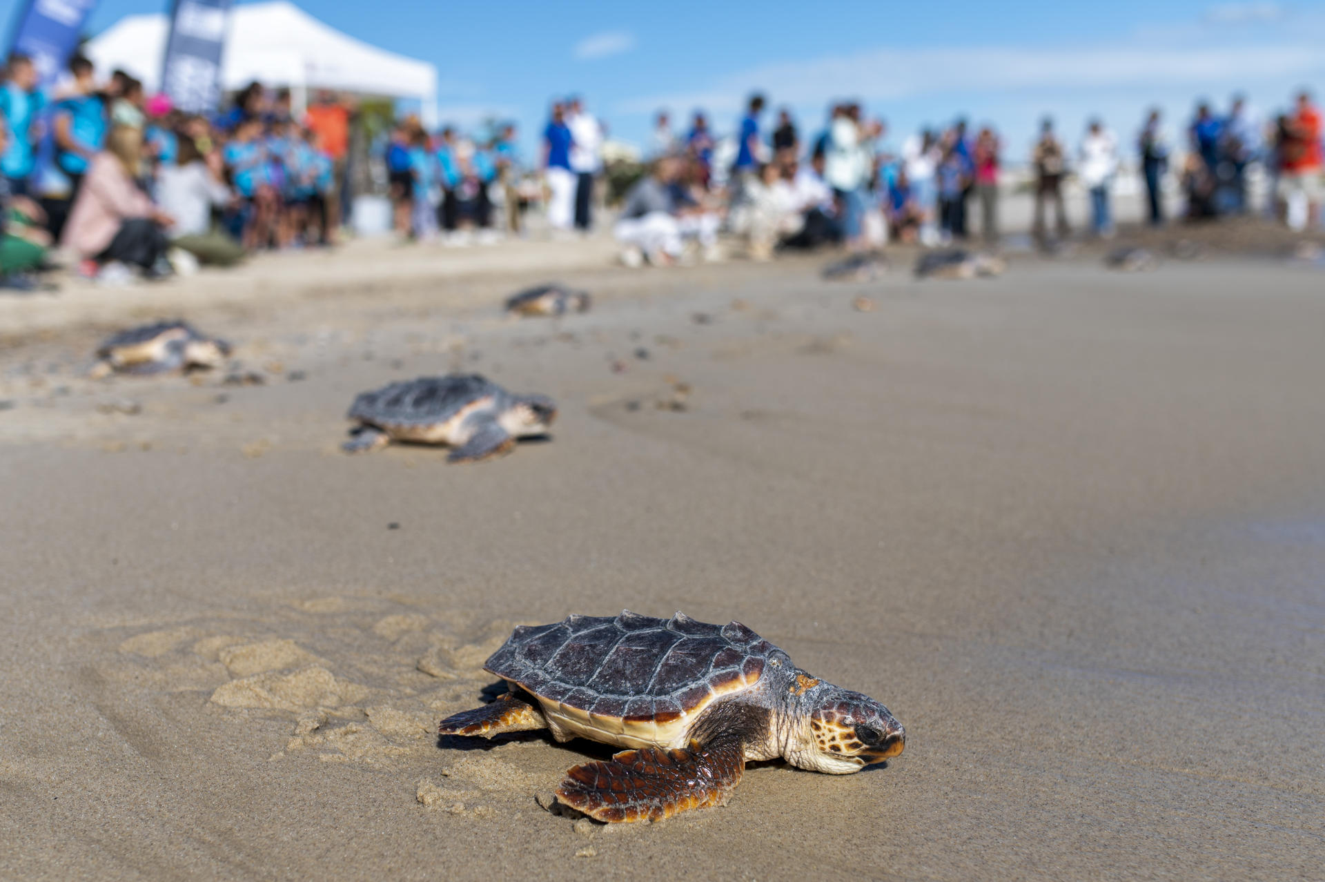Panamá será sede en el 2028 de la COP13 para la conservación de tortugas marinas