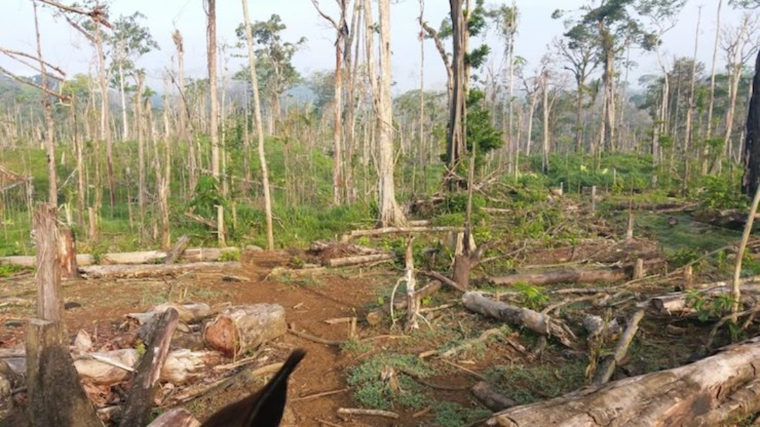 Nicaragua es el país de la región donde más rápido se deforestan sus bosques, denuncia ambientalista