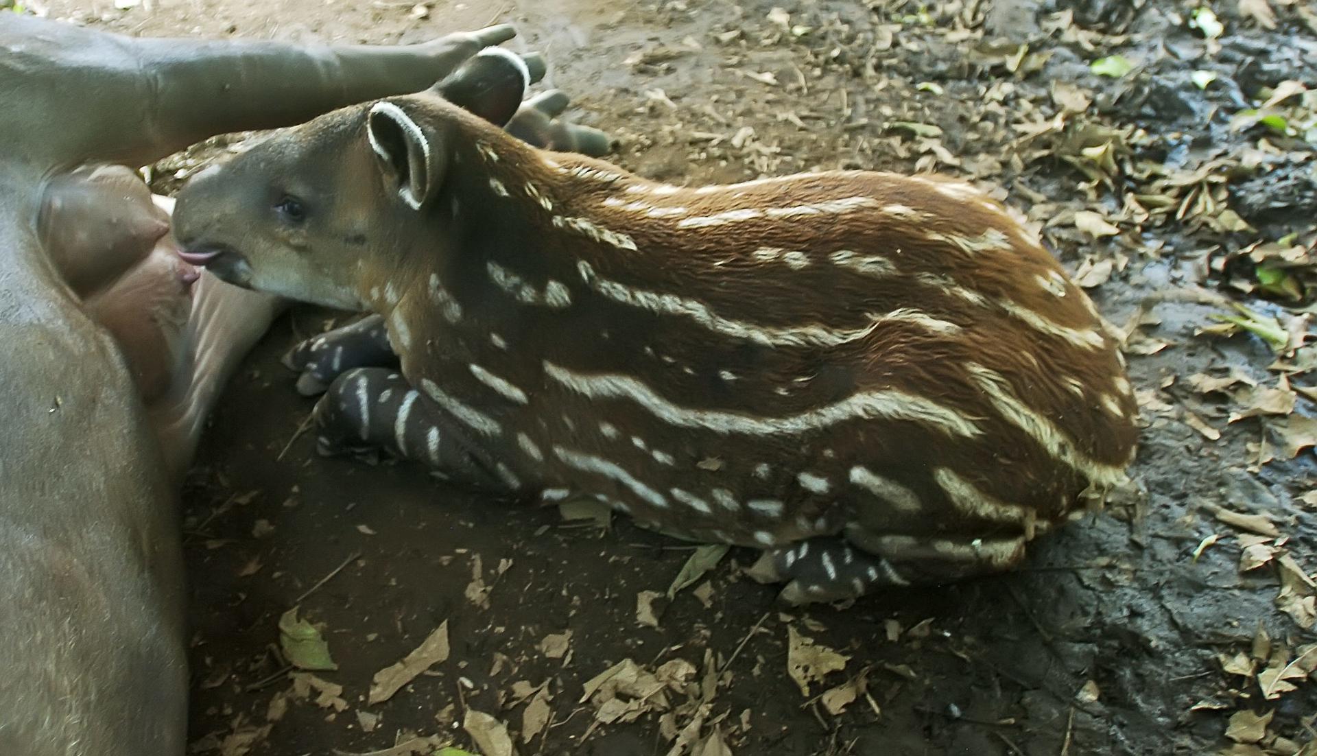 Nace un tapir centroamericano en el Zoológico Nacional