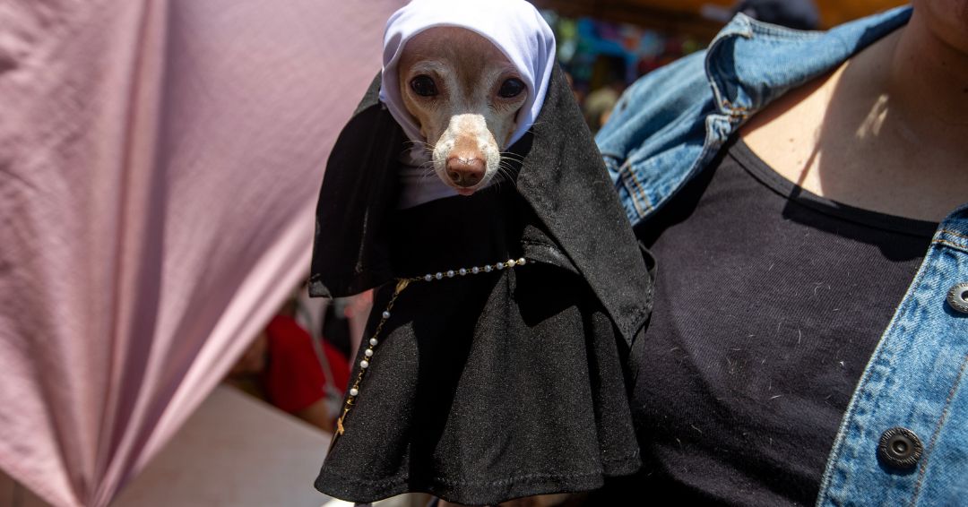 Fieles nicaragüenses visten a sus mascotas para rendir homenaje al protector San Lázaro